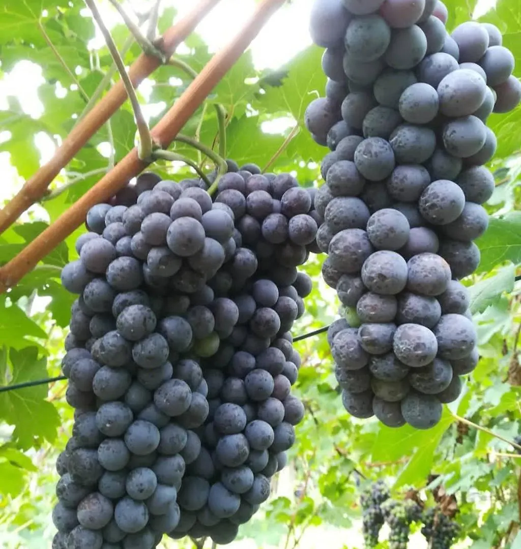 Arbulé Agriturismo&Spa Valtellina Poggiridenti Italie